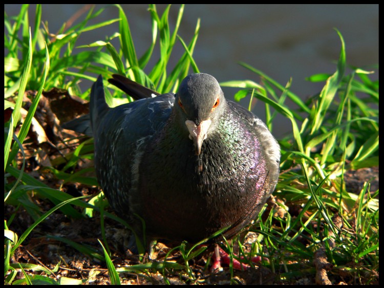 Wallpapers Animals Birds - Pigeons and Doves pigeon