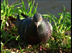 Wallpapers Animals pigeon