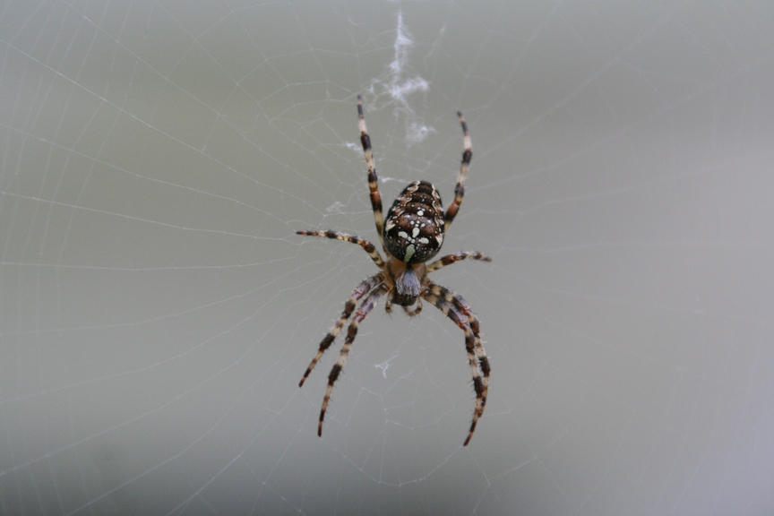 Fonds d'cran Animaux Araignes Beautifull lady ...