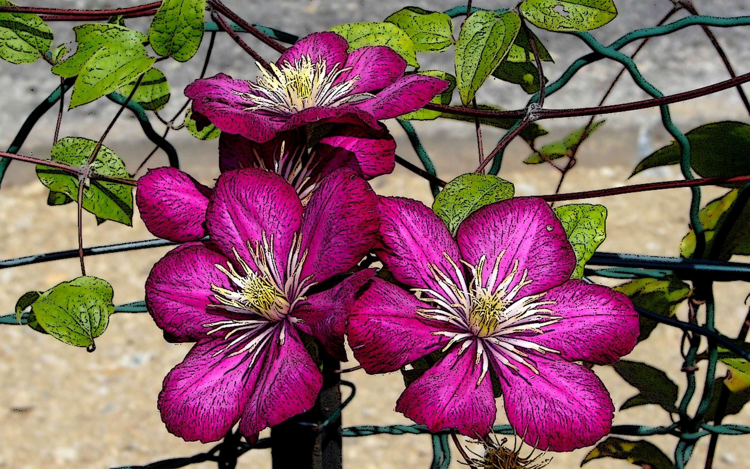 Wallpapers Nature Flowers Clématite de mon jardin