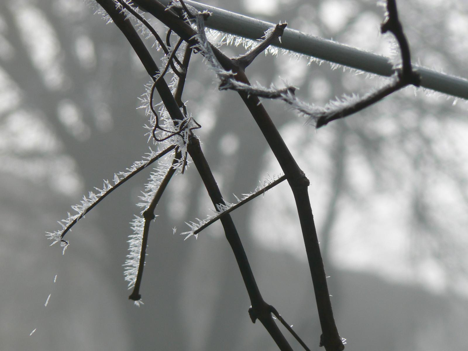 Fonds d'cran Nature Saisons - Hiver branche givre