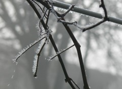 Fonds d'cran Nature branche givre