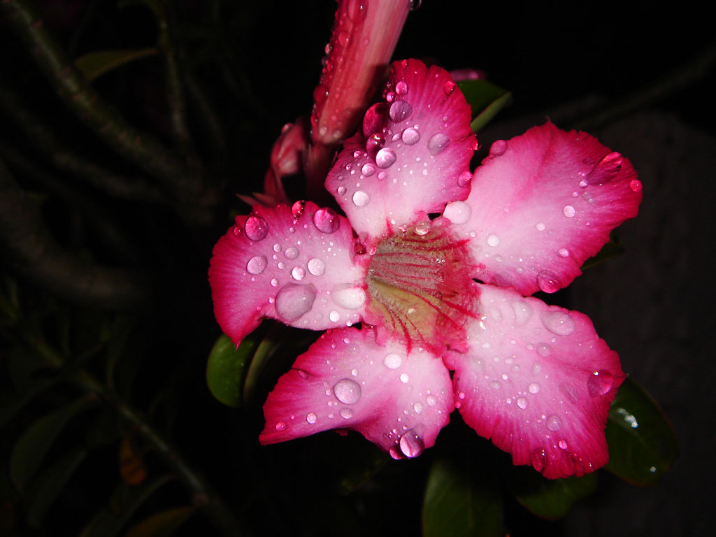 Fonds d'cran Nature Fleurs tiar sous la rose