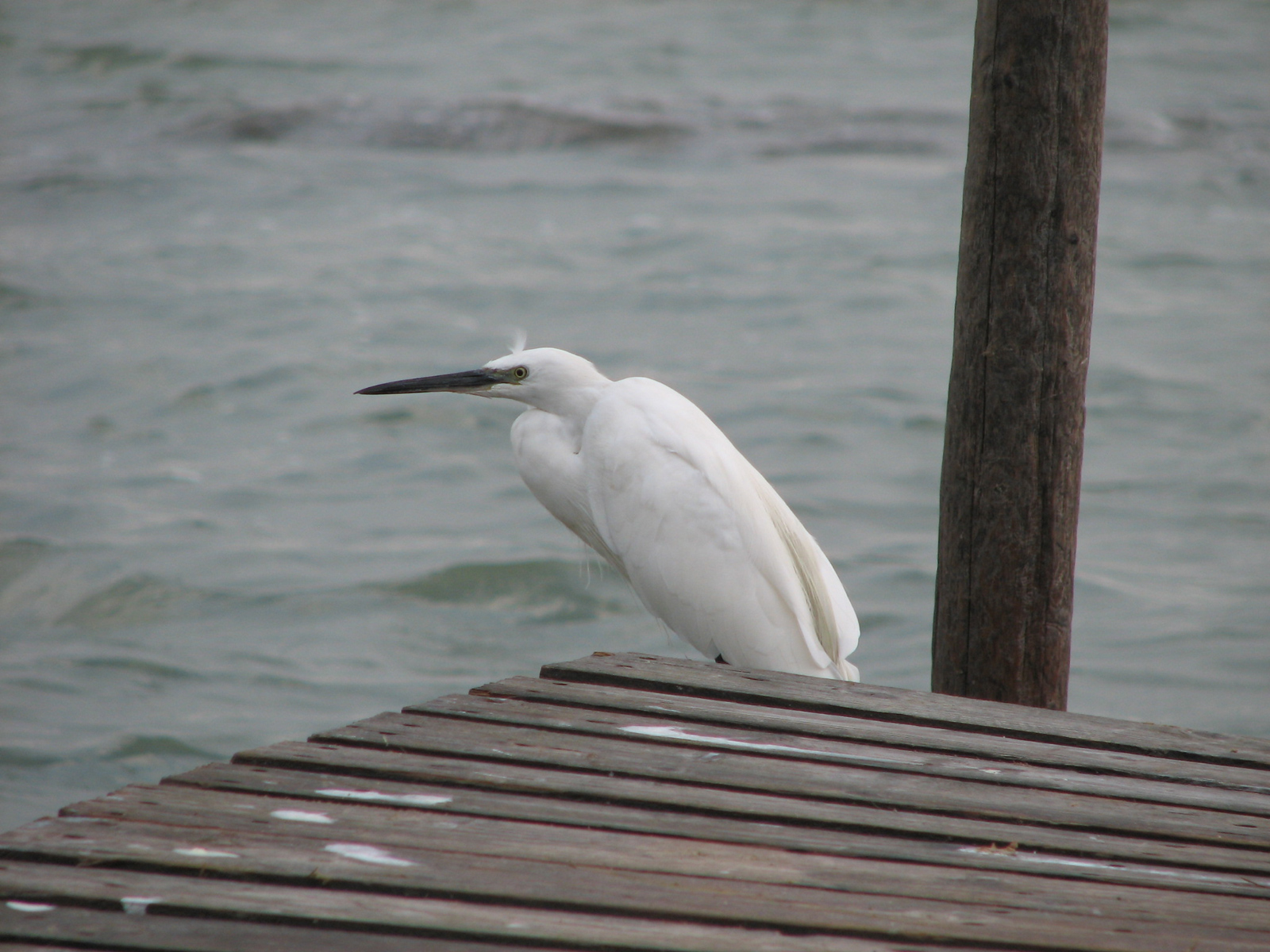 Fonds d'cran Animaux Oiseaux - Hrons Hron