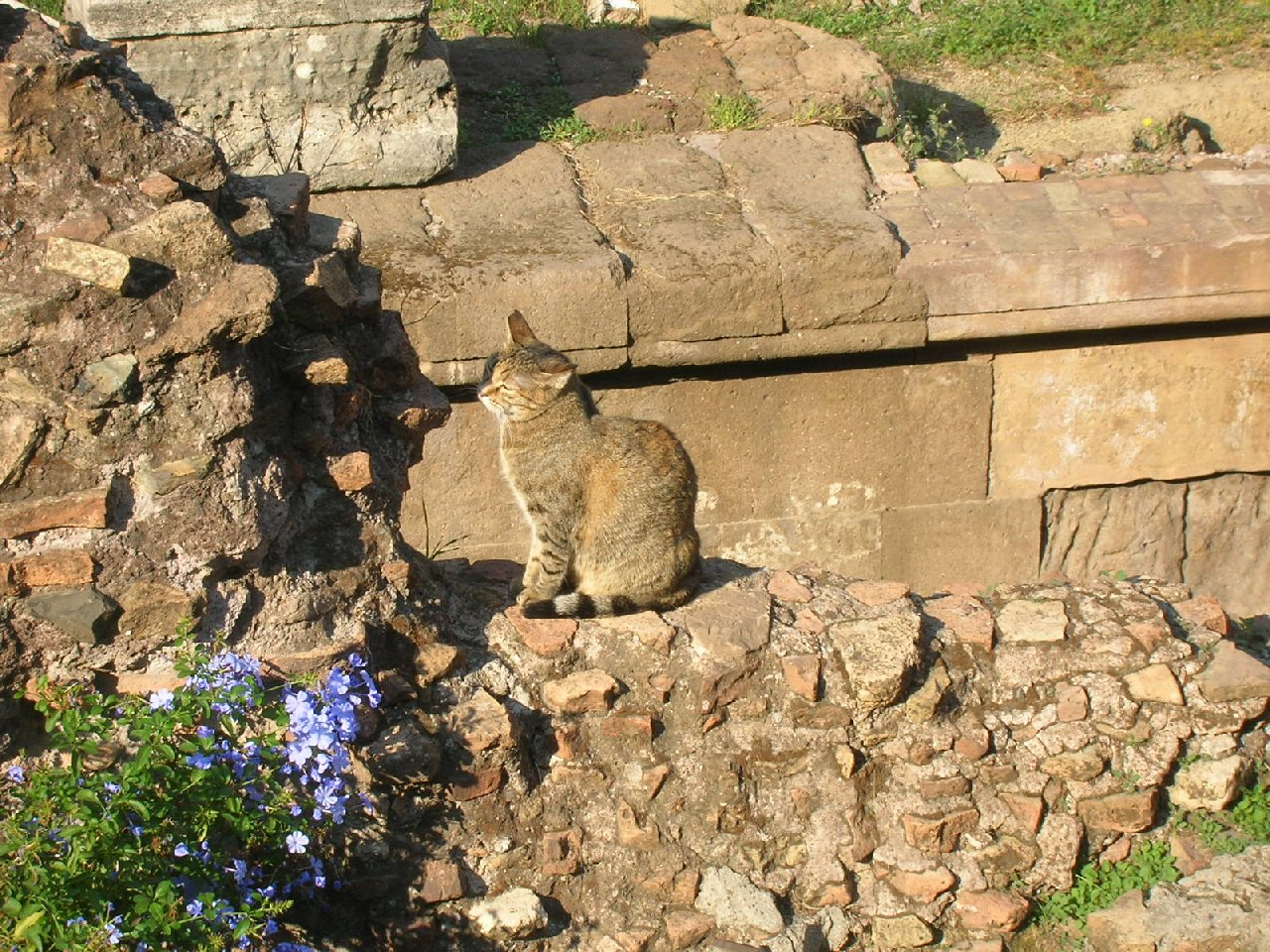 Fonds d'cran Animaux Chats - Chatons Gatto di Roma