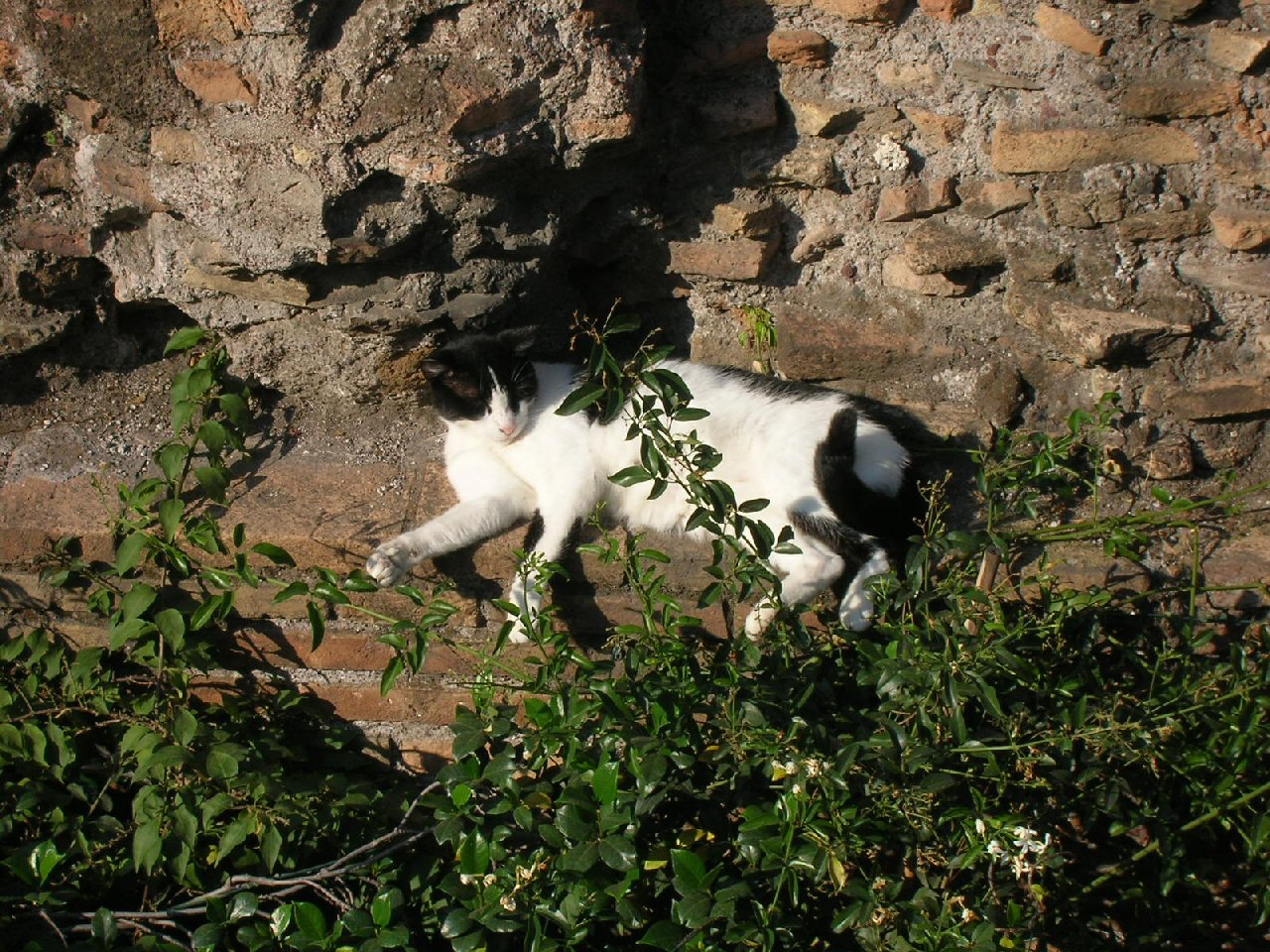 Wallpapers Animals Cats - Kittens Gatto di Roma