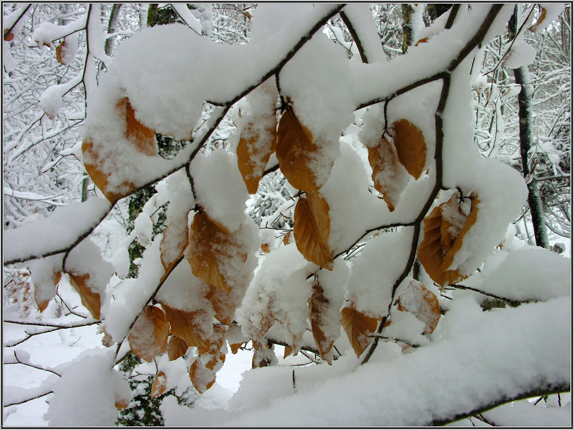 Fonds d'cran Nature Saisons - Hiver Beaut hivernale