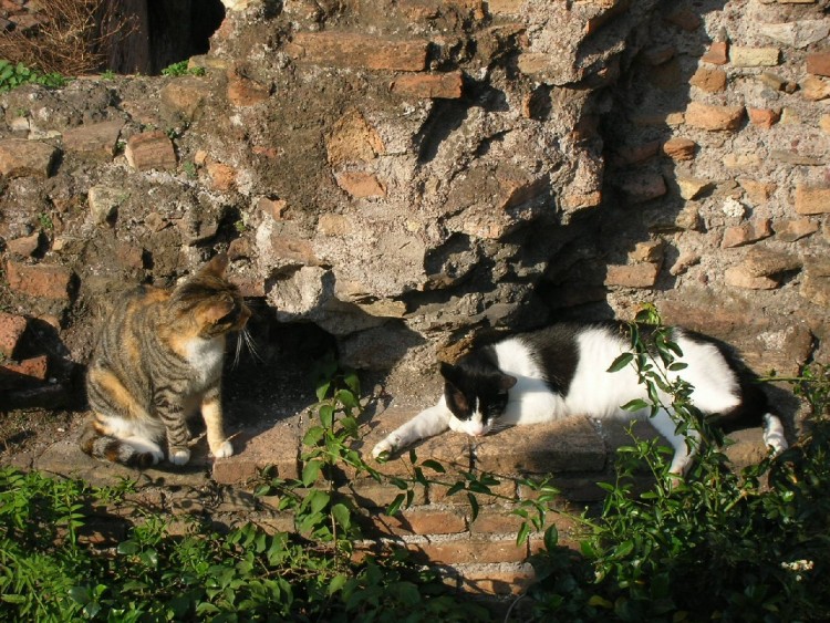 Wallpapers Animals Cats - Kittens Gatti di Roma