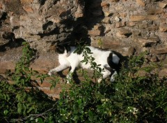 Fonds d'cran Animaux Gatto di Roma