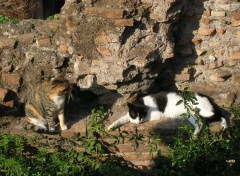 Fonds d'cran Animaux Gatti di Roma