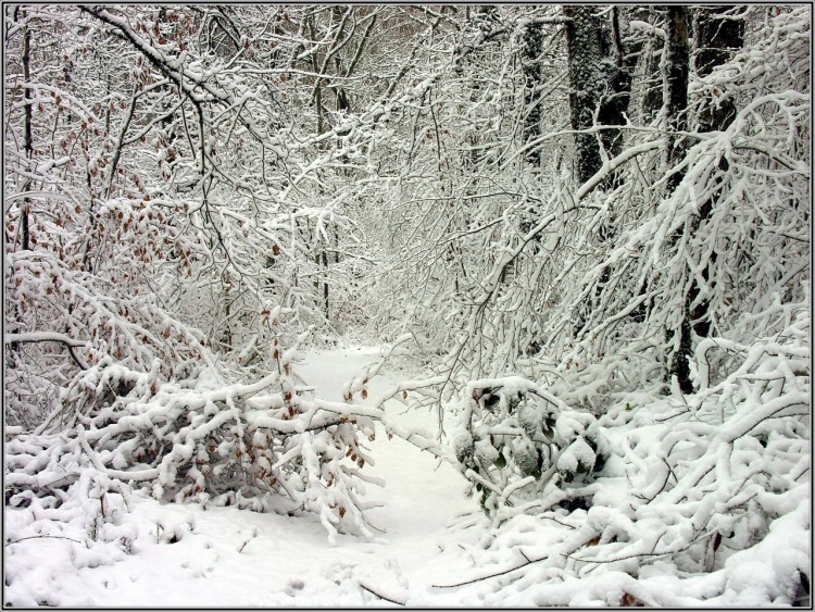 Fonds d'cran Nature Saisons - Hiver Ferie de branchages