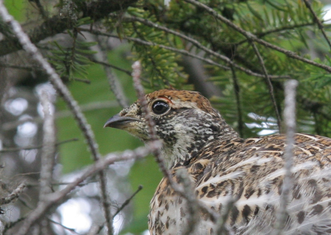 Fonds d'cran Animaux Oiseaux - Perdrix Perdrix sauvage.