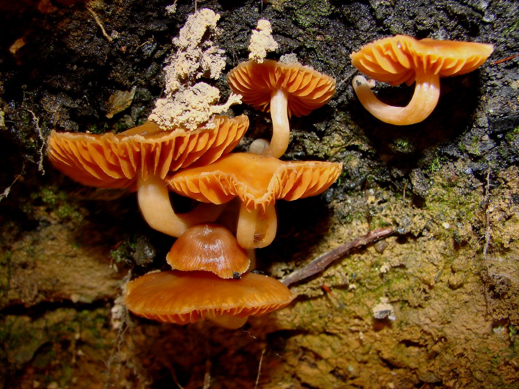 Fonds d'cran Nature Champignons champignons sous souche d'arbre