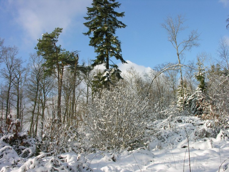 Fonds d'cran Nature Saisons - Hiver Paysage hivernal