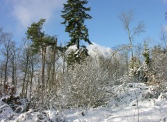 Fonds d'cran Nature Paysage hivernal