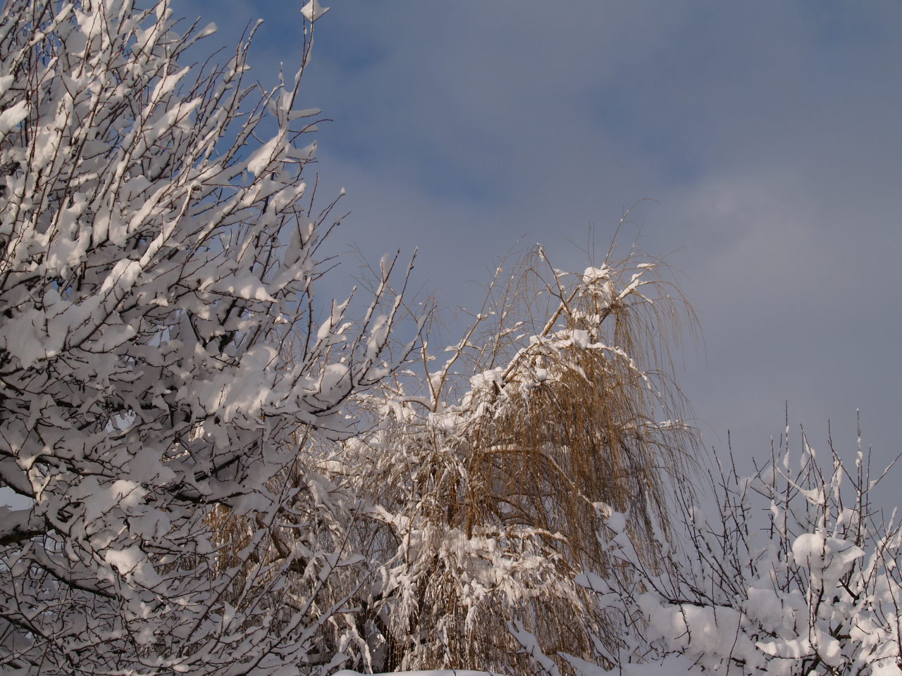 Fonds d'cran Nature Saisons - Hiver la neige