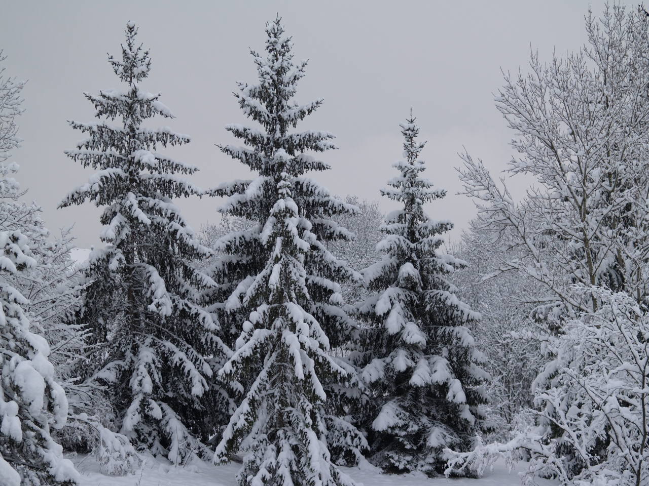 Fonds d'cran Nature Saisons - Hiver sapins sous la neige