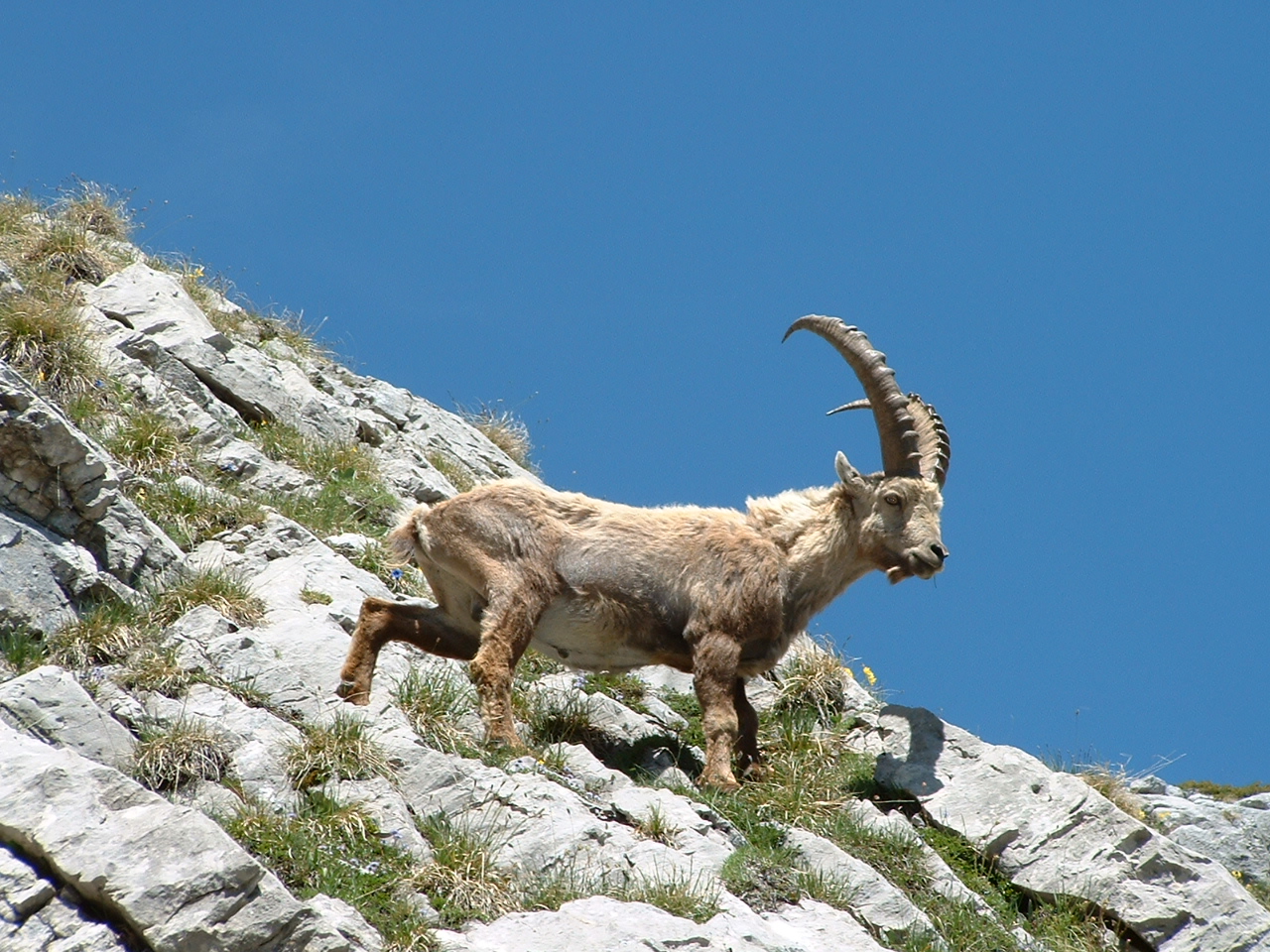 Fonds d'cran Animaux Bouquetins bouquetin