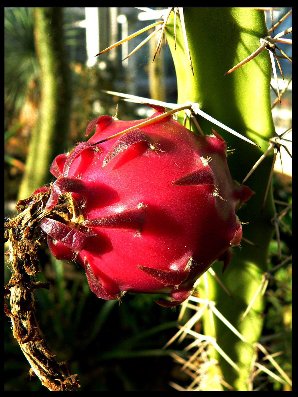 Wallpapers Nature Cactus cactus