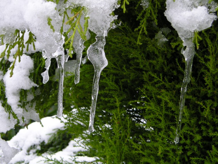 Wallpapers Nature Saisons - Winter Wallpaper N162022