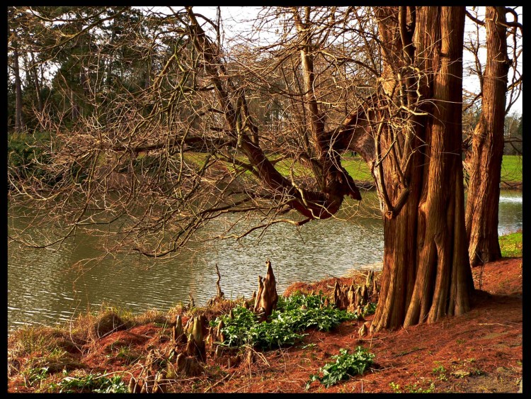 Fonds d'cran Nature Arbres - Forts arbre