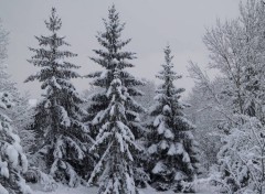 Wallpapers Nature sapins sous la neige