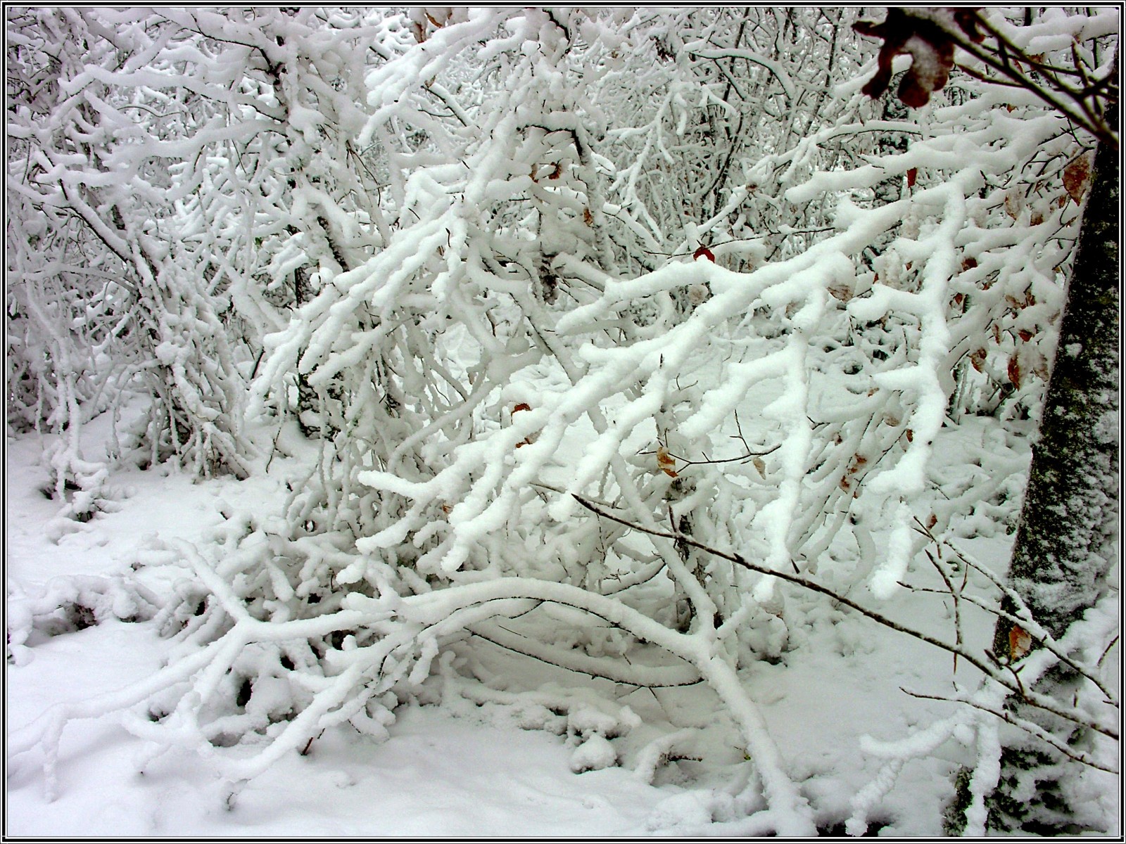 Fonds d'cran Nature Saisons - Hiver Branchages sous la neige