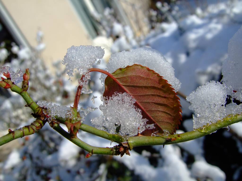 Fonds d'cran Nature Saisons - Hiver zoom