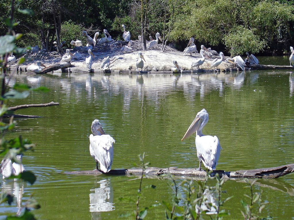 Wallpapers Animals Birds - Pelicans Toujours les plicans .