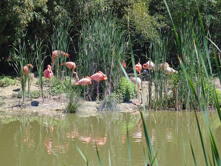 Fonds d'cran Animaux Oiseaux - Flamands roses Flamants roses sur la terre ferme !