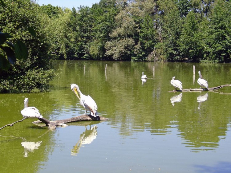 Wallpapers Animals Birds - Pelicans Plicans au repos .