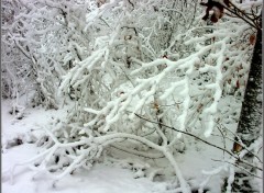 Fonds d'cran Nature Branchages sous la neige