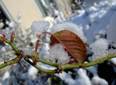 Fonds d'cran Nature zoom