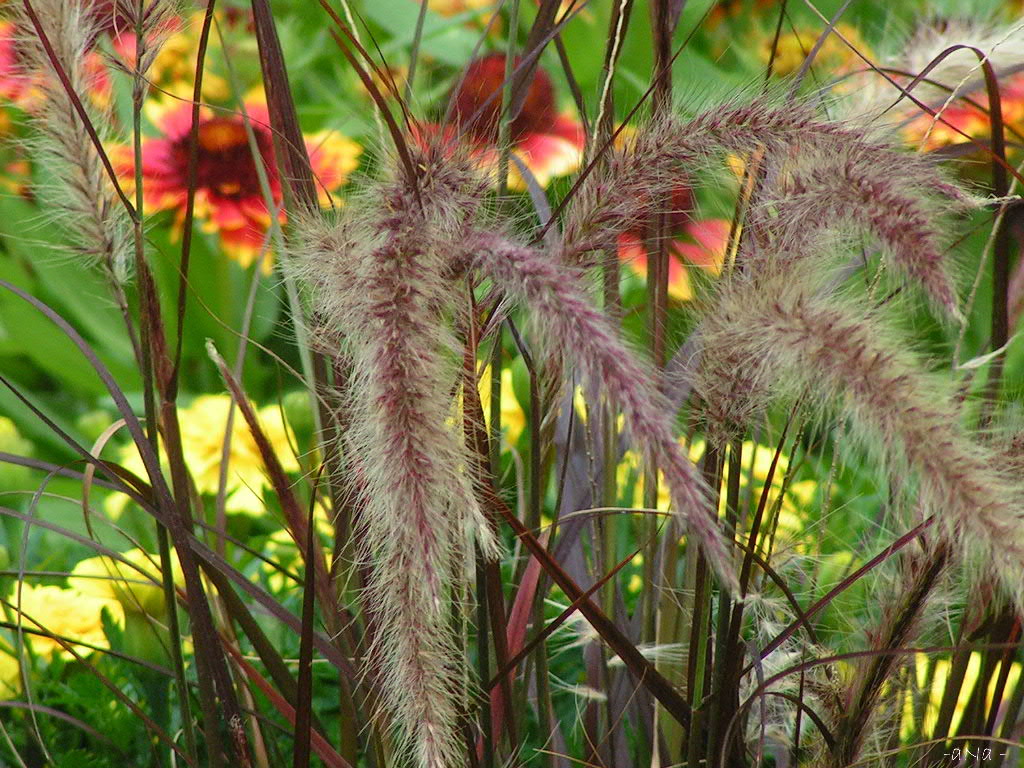 Fonds d'cran Nature Fleurs epis en folie