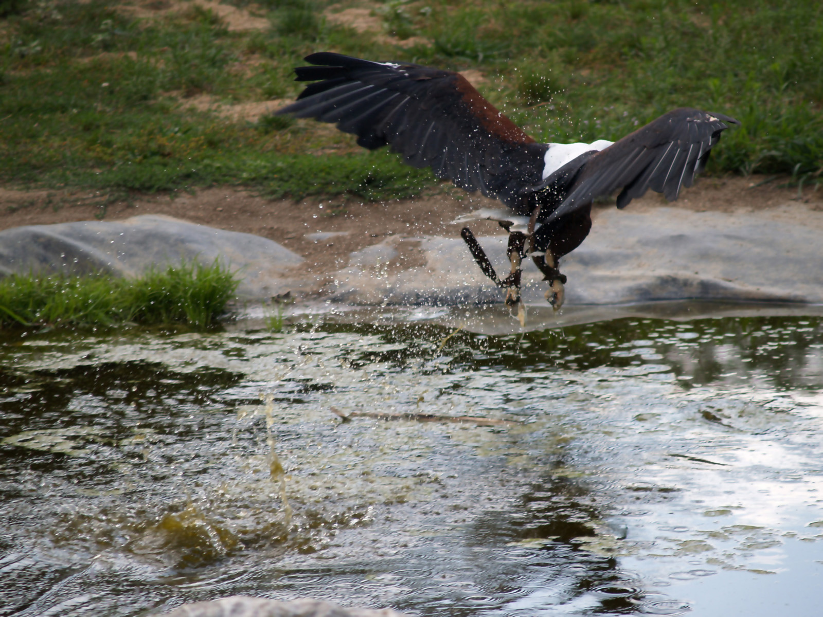 Wallpapers Animals Birds - Eagles aigle prenant a proie dans l'eau