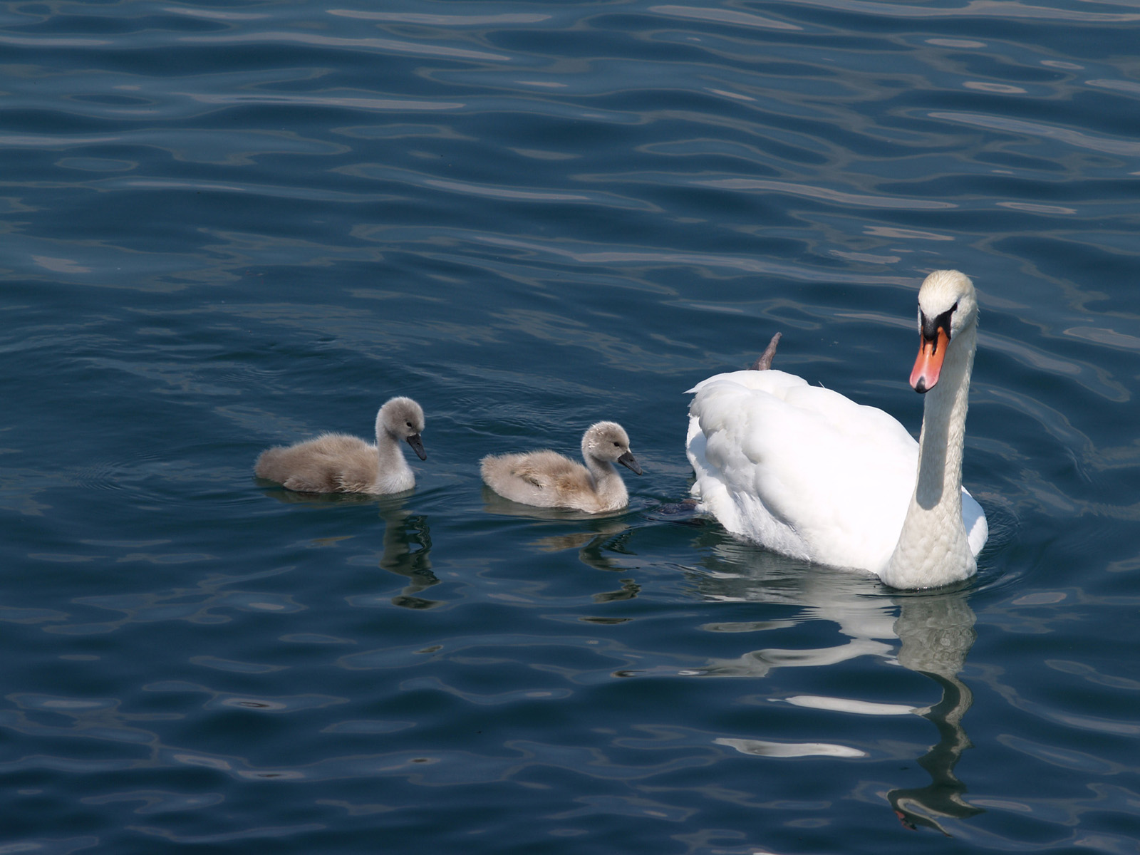 Fonds d'cran Animaux Oiseaux - Cygnes maman cygne sur le lac lman