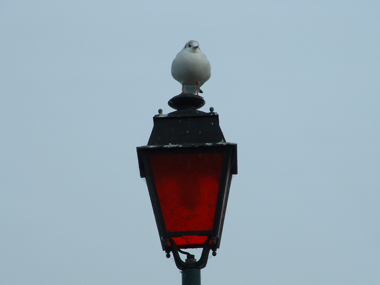 Fonds d'cran Animaux Oiseaux - Mouettes et Golands mouette sur un rverbere