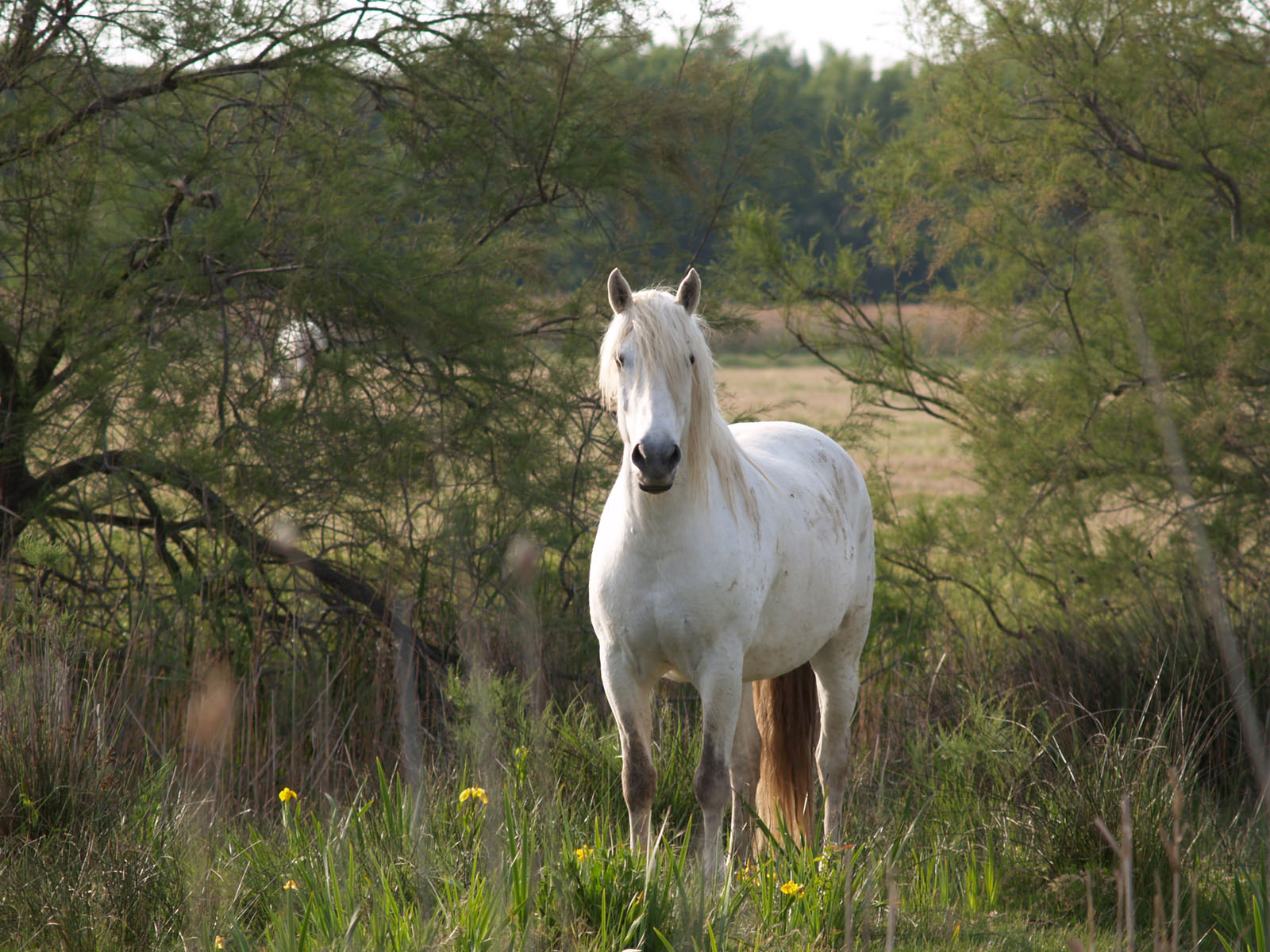 Fonds d'cran Animaux Chevaux cheval de camargue