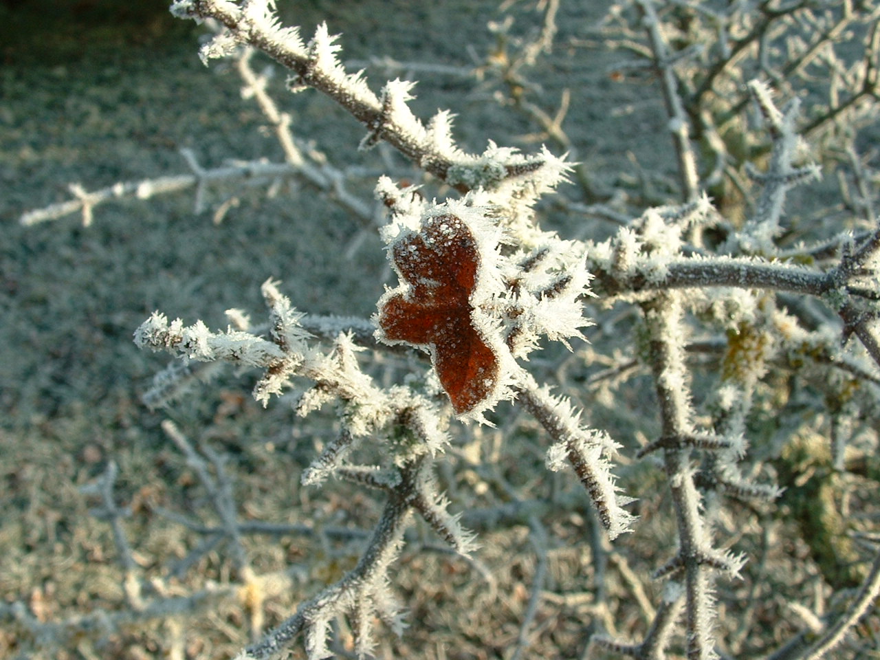 Wallpapers Nature Saisons - Winter Givre en Perigord