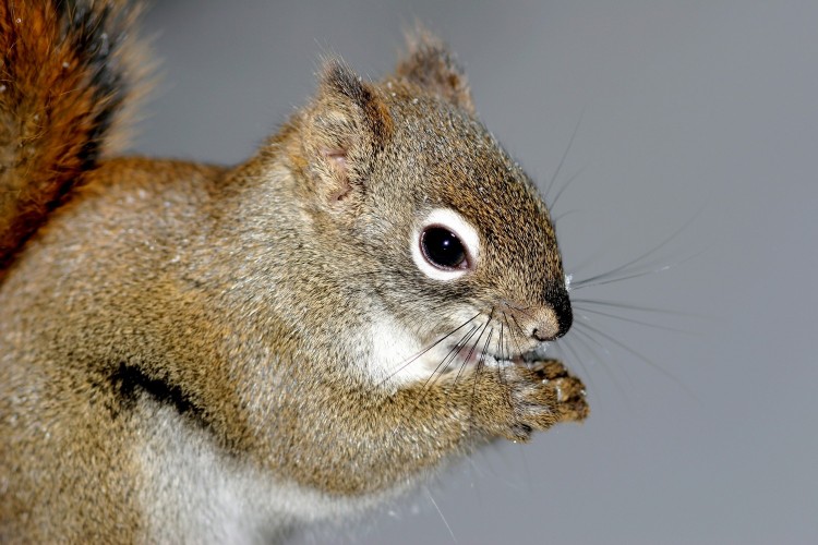 Fonds d'cran Animaux Divers cureuil.