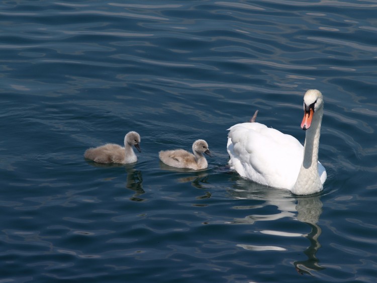 Wallpapers Animals Birds - Swans maman cygne sur le lac lman