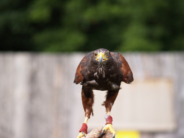 Wallpapers Animals Birds - Buses buse