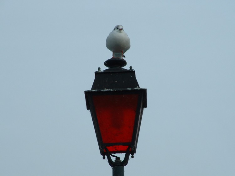 Wallpapers Animals Birds - Gulls mouette sur un rverbere