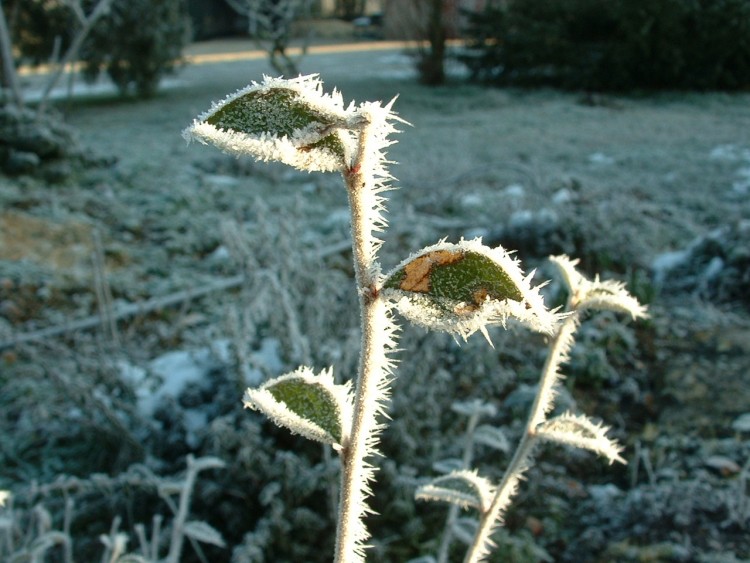 Fonds d'cran Nature Saisons - Hiver Givre en Perigord