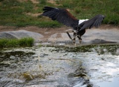 Wallpapers Animals aigle prenant a proie dans l'eau