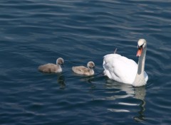 Wallpapers Animals maman cygne sur le lac lman