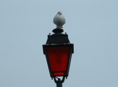 Wallpapers Animals mouette sur un rverbere