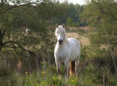 Fonds d'cran Animaux cheval de camargue