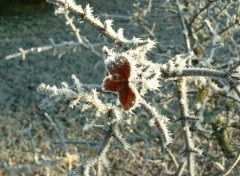 Wallpapers Nature Givre en Perigord