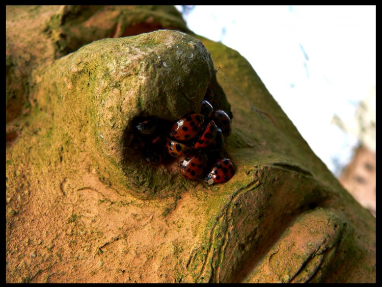 Wallpapers Animals Insects - Ladybugs rougeole